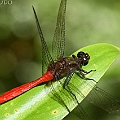 Orthetrum villosovittatum (Fiery Skimmer) in Centenary Lakes Cairns<br />Canon EOS 7D + EF70-200 F4.0L + EF1.4xII